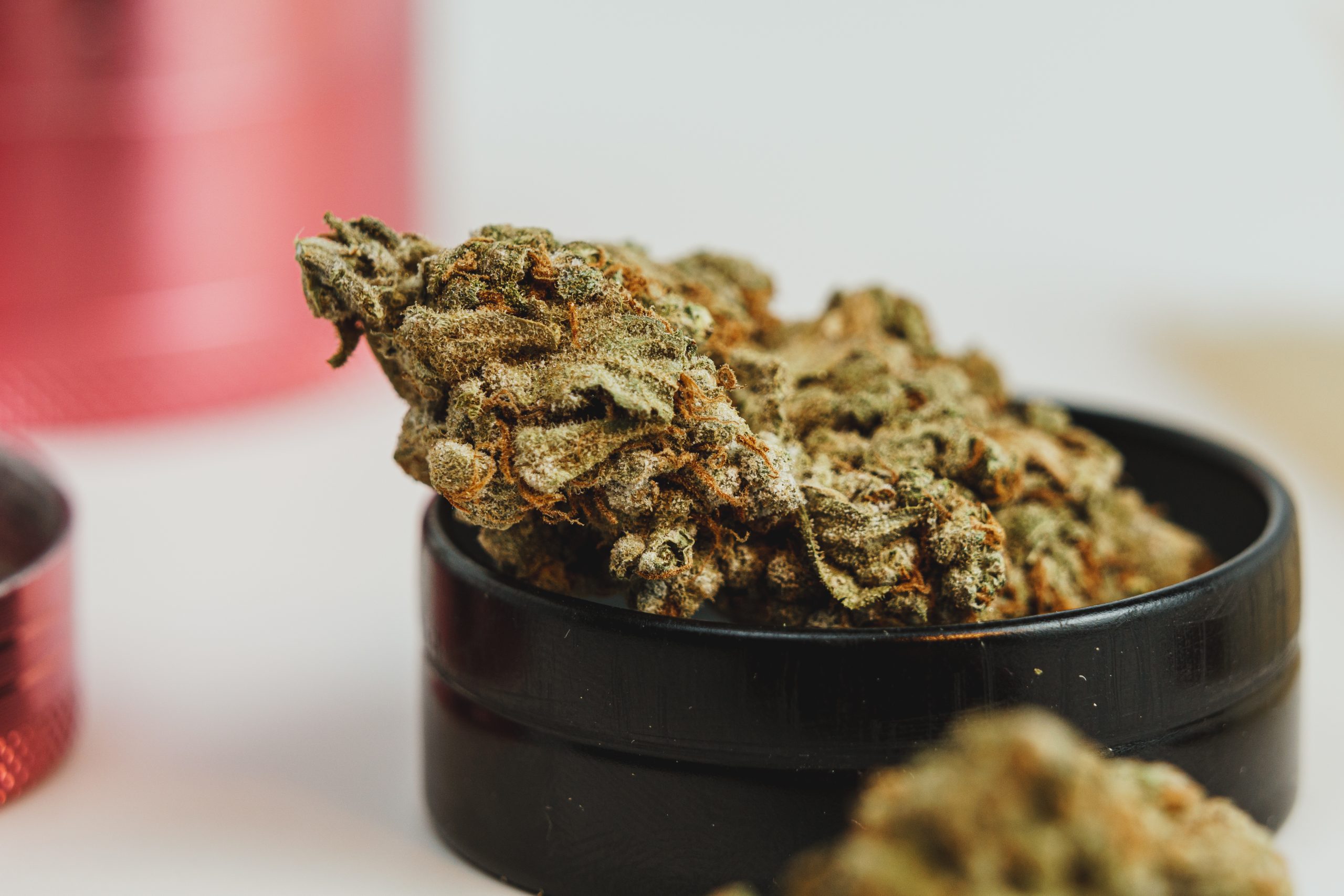 Marijuana buds on white background, close up. Marijuana but on white background close-up. Skunk marijuana addiction.