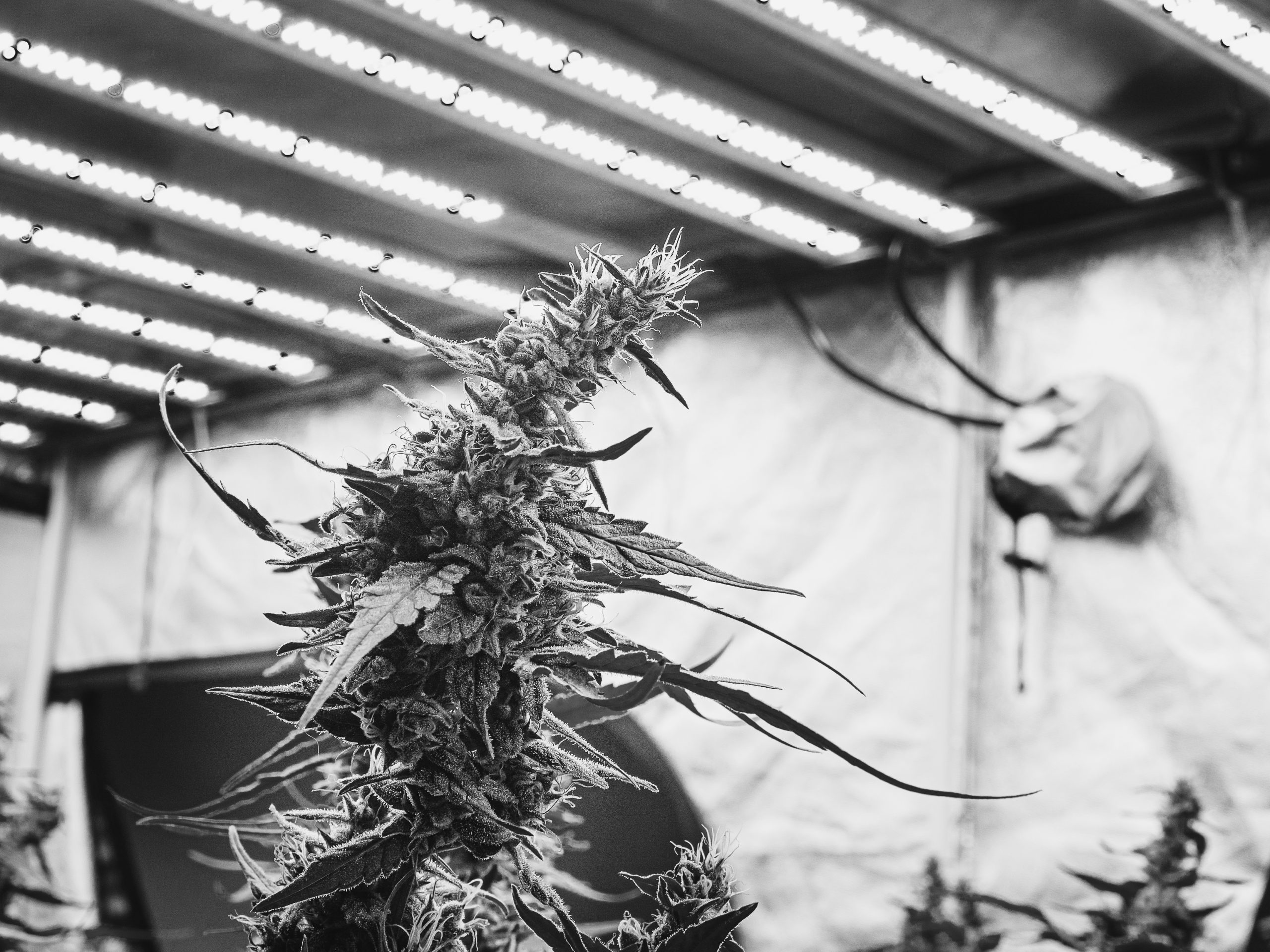 skunk marijuana plant grown indoors under LED lights showing high THC cannabis cultivation linked to neurological effects and addiction